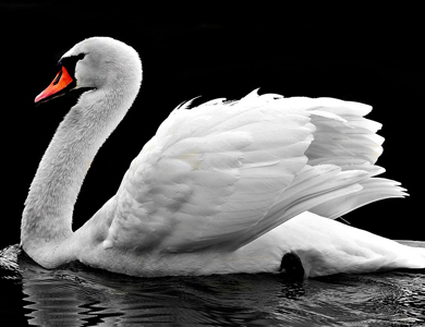 schwan